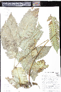 Pteris speciosa image