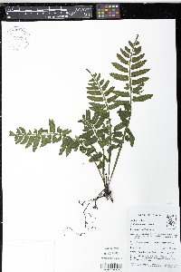 Asplenium alatum image