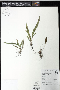 Elaphoglossum pygmaeum image