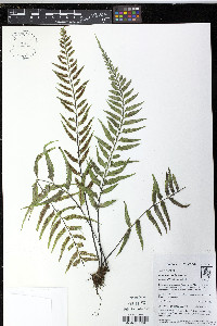 Asplenium cuspidatum image