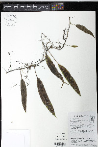 Serpocaulon levigatum image