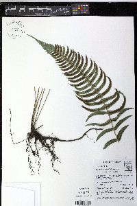 Blechnum appendiculatum image