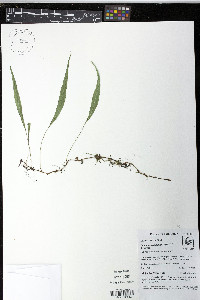 Elaphoglossum lloense image