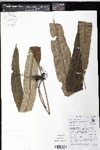 Elaphoglossum cuspidatum image