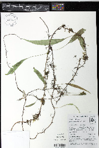 Elaphoglossum lloense image