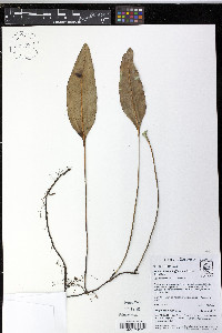 Elaphoglossum hoffmannii image