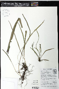 Elaphoglossum glabellum image