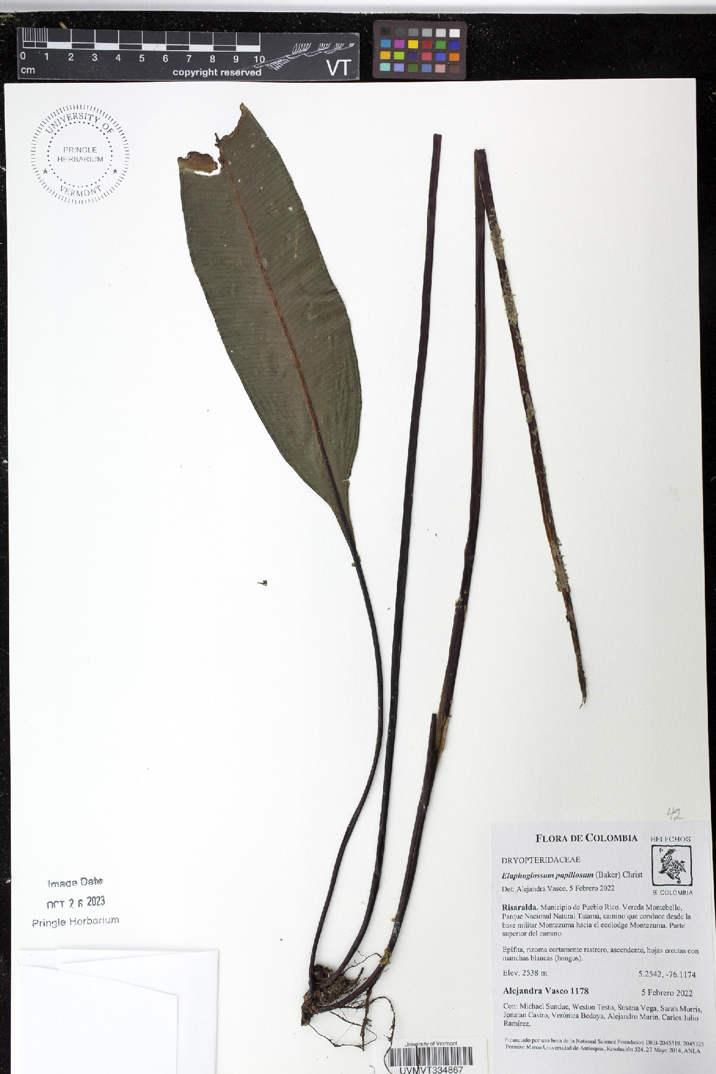 Elaphoglossum papillosum image