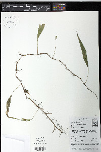 Elaphoglossum lloense image