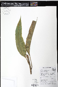 Elaphoglossum antioquianum image