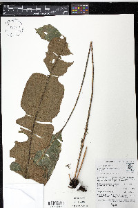 Elaphoglossum cuspidatum image