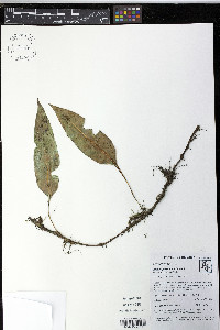 Elaphoglossum hoffmannii image