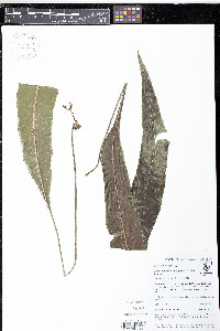 Elaphoglossum pteropodum image