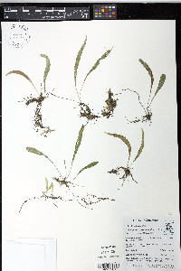 Elaphoglossum pygmaeum image