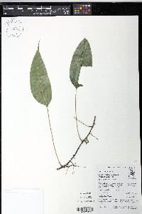 Elaphoglossum hoffmannii image