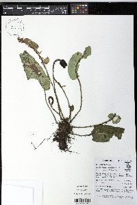 Elaphoglossum exsertipes image