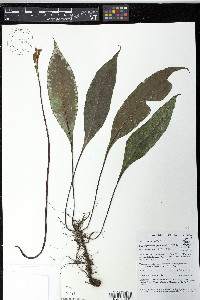 Elaphoglossum papillosum image