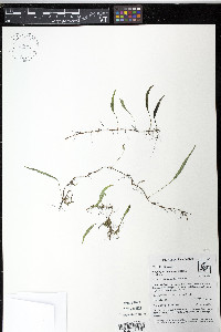 Elaphoglossum lloense image