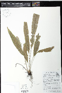 Elaphoglossum cuspidatum image