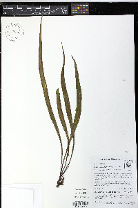 Radiovittaria remota image