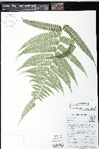 Polystichum mexiae image