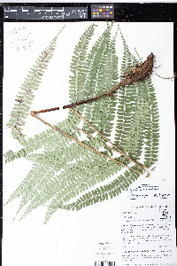 Polystichum mexiae image