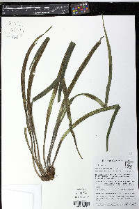 Polytaenium lineatum image