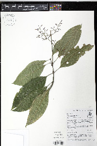 Palicourea angustifolia image