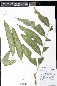 Pteris haenkeana image