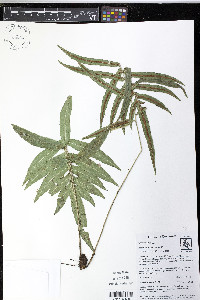 Blechnum gracile image