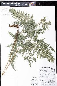 Olfersia ochropteroides image