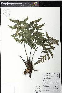 Megalastrum macrotheca image