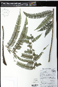 Steiropteris decussata image