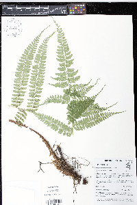 Polystichum lehmannii image