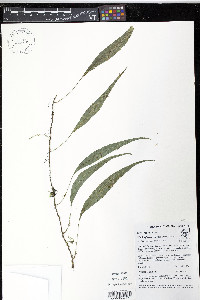 Elaphoglossum lloense image