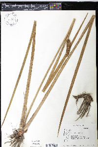 Acorus calamus image