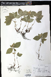 Cornus canadensis image