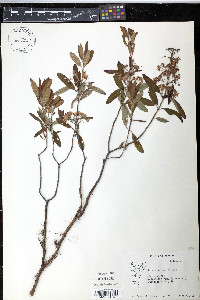 Kalmia angustifolia image