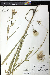 Tragopogon pratensis image