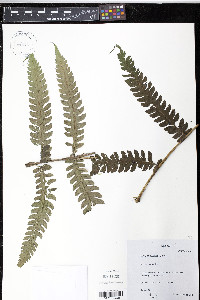 Cyathea aristata image