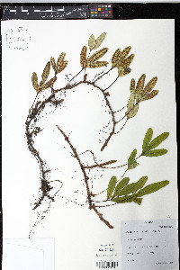 Pleopeltis munchii image
