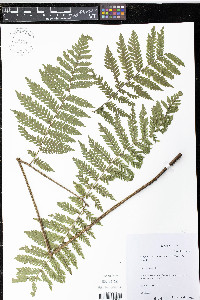 Megalastrum mexicanum image
