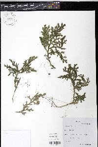 Selaginella flexuosa image