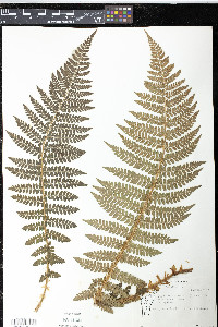 Polystichum braunii image