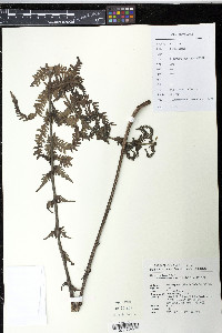 Vandenboschia striata image