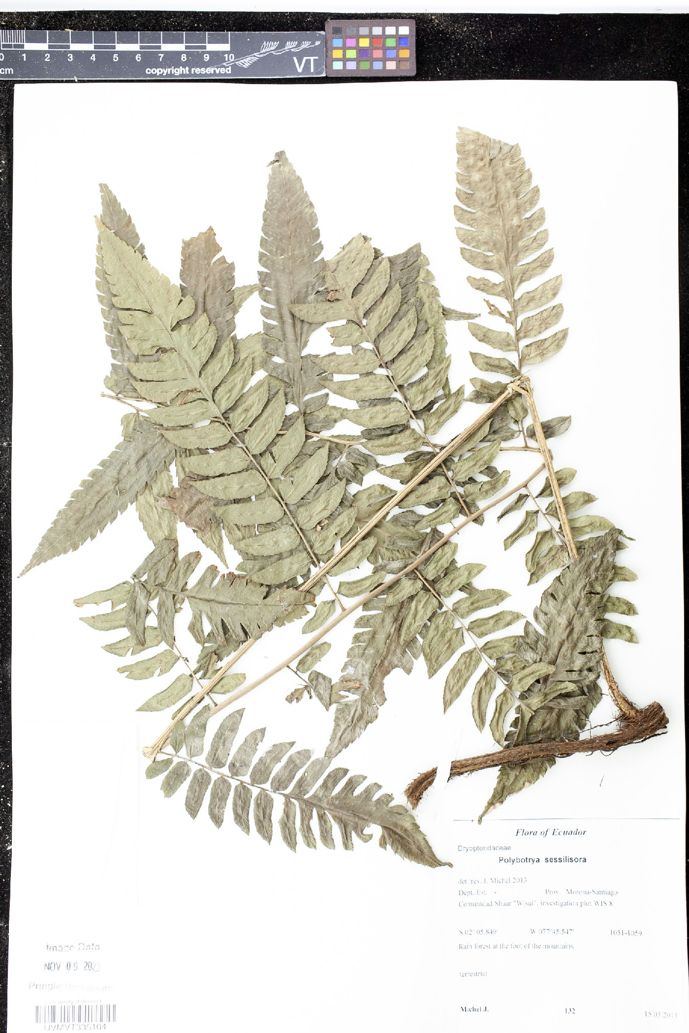 Polybotrya sessilisora image