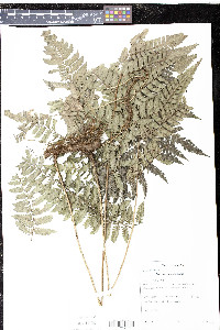 Polybotrya sessilisora image