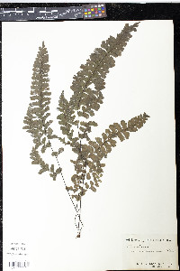 Adiantum melanoleucum image