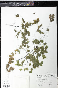 Adiantum capillus-veneris image