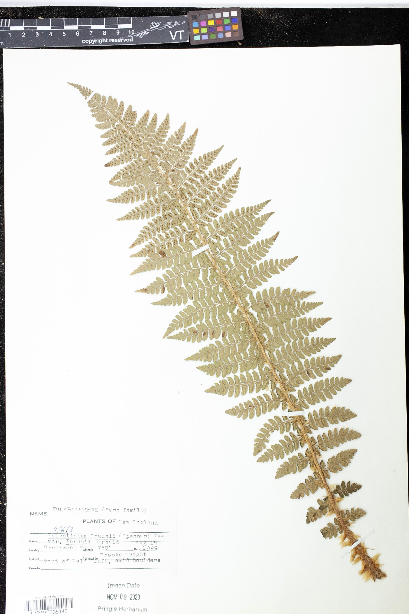 Polystichum braunii var. purshii image